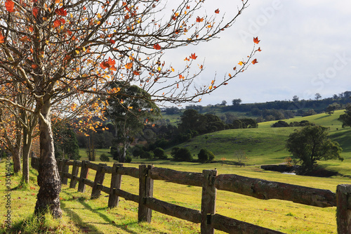 autumn in the park photo