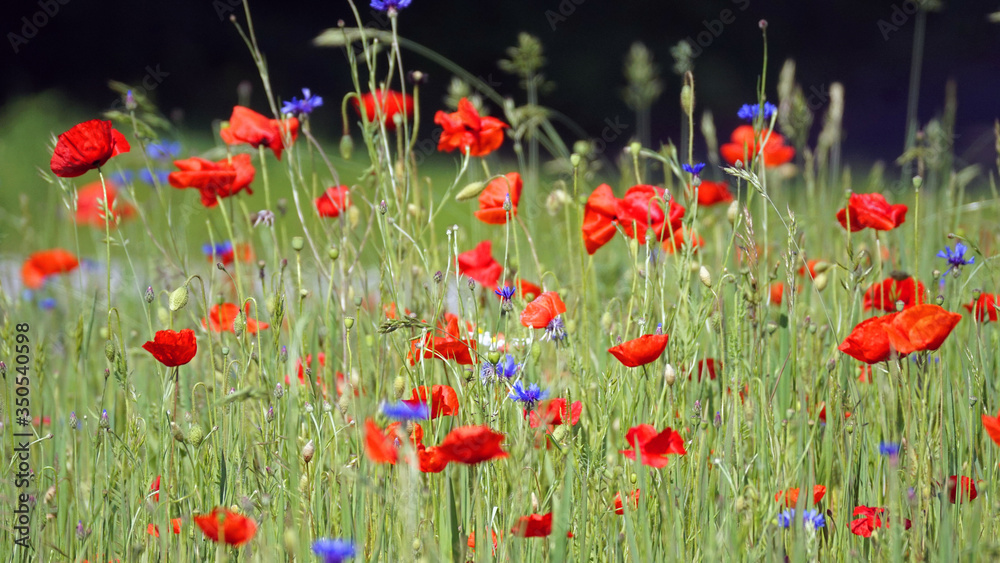 Obraz premium Mohnwiese 