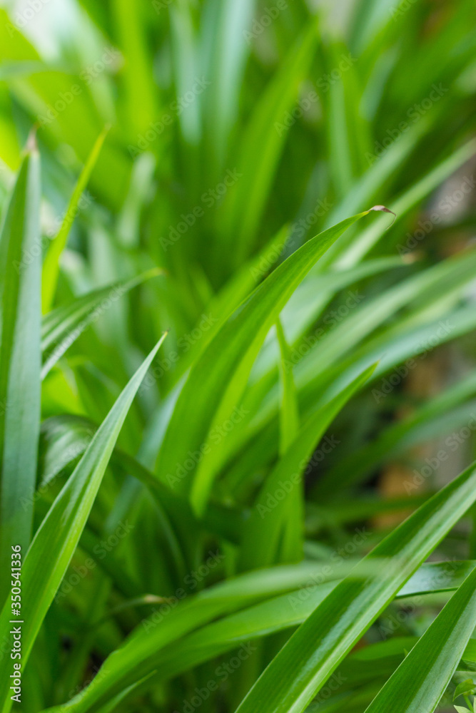 Green lily Chlorophytum comosum Green spider plant in close-up growth decoration plant robust houseplant Green lily Chlorophytum comosum Green spider plant in close-up growth decoration plant robust houseplant