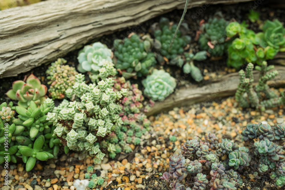 Cactus planted in a botanical garden. Cactus planted in a botanical garden.