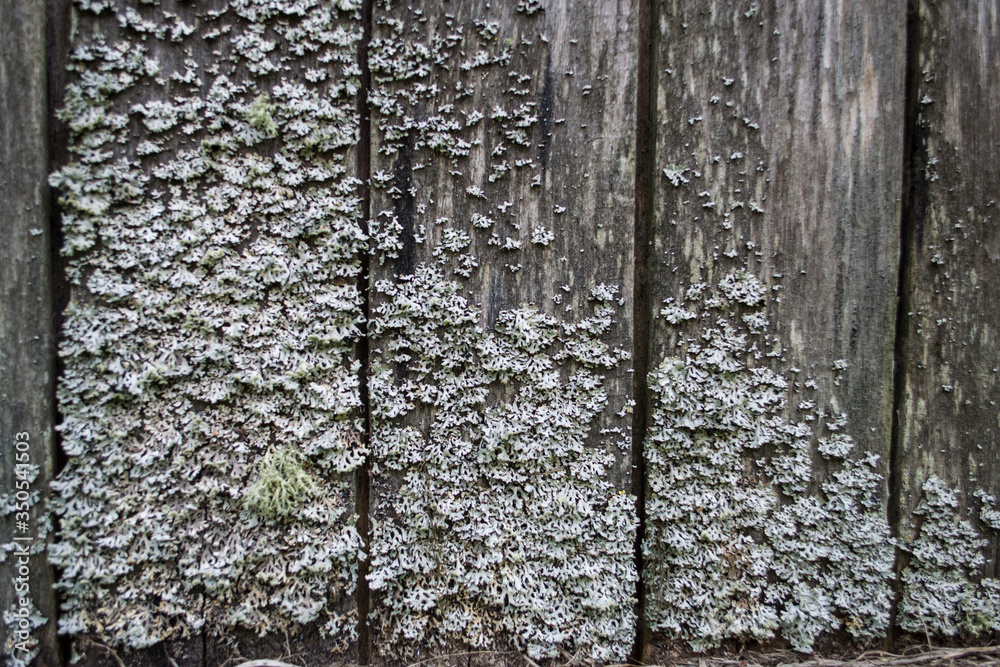 Obraz premium background texture wood tree bark Board