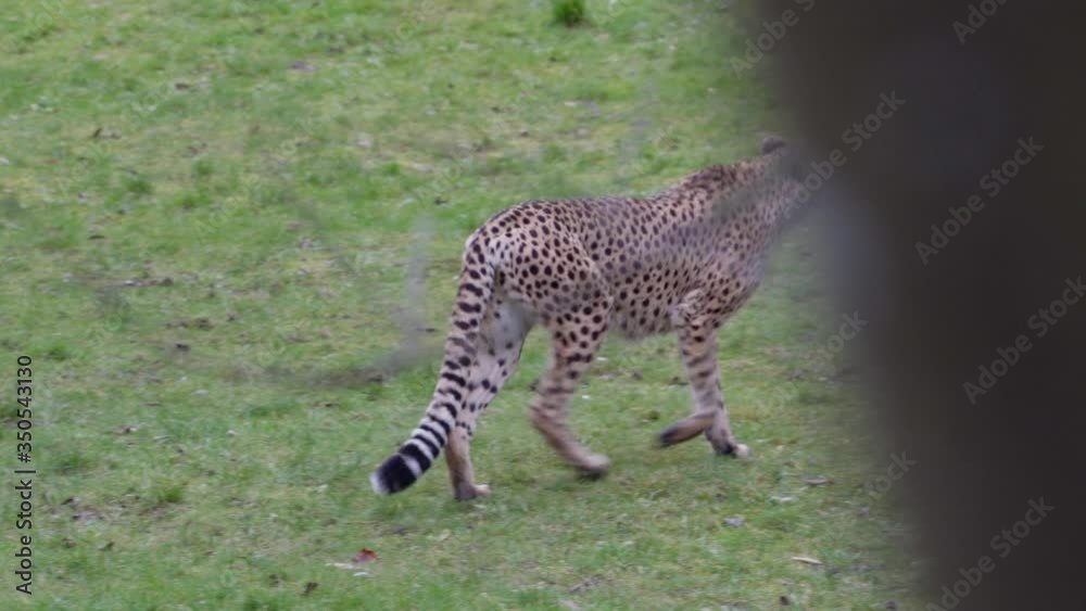 Cheetah walking inside of a enclosure in a zoo. Wilderness concept Cheetah walking inside of a enclosure in a zoo. Wilderness concept