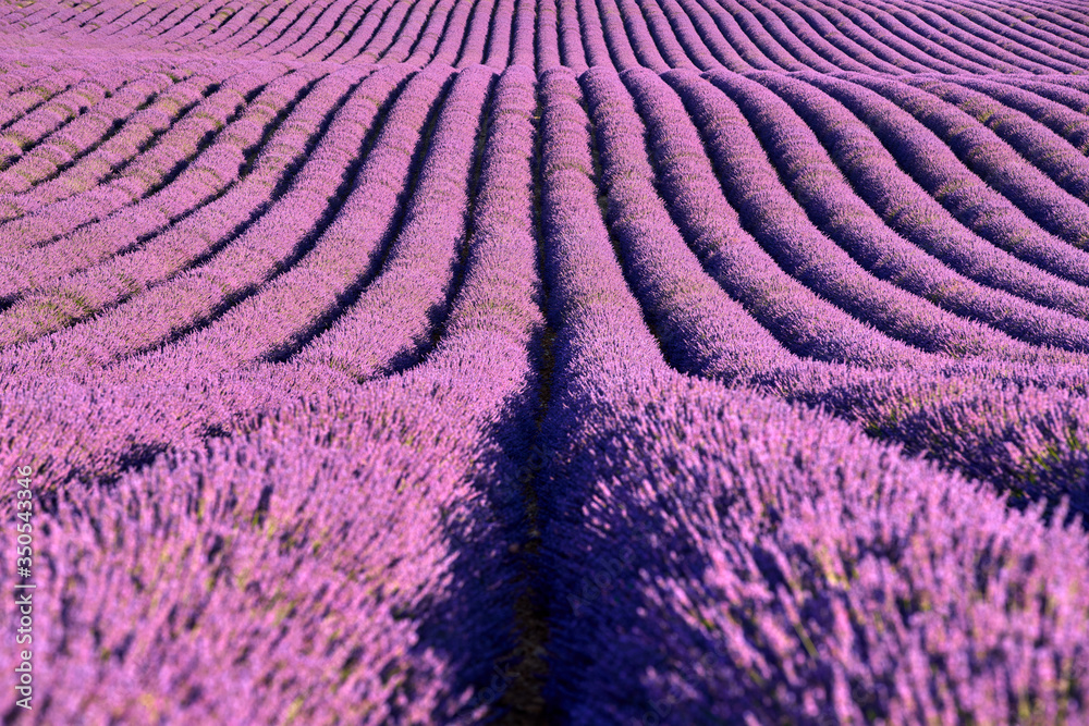 Fototapeta Lavender fields of Provence in summer. Plateau de Valensole, Alpes-de-Haute-Provence, European Alps, France