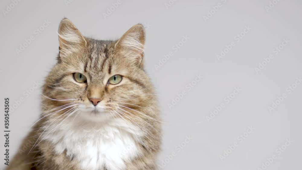 cute cat on gray studio background, fluffy Siberian cat looking up, concept of pets, domestic animals cute cat on gray studio background, fluffy Siberian cat looking up, concept of pets, domestic animals