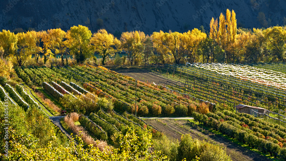 Fototapeta Orchards (apple and pear trees) in autumn near the village of Remollon. Arboriculture in Serre-Poncon Val d'Avance, Hautes-Alpes, France