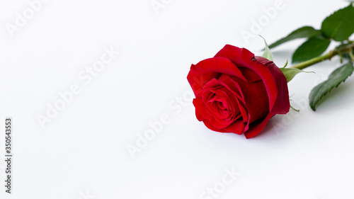 High angle of rose with copy space for valentines day