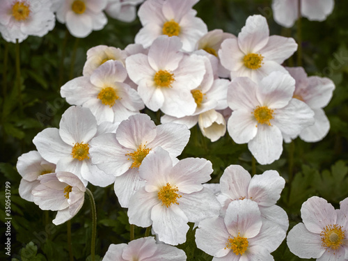 Anemone flowers in the garden.