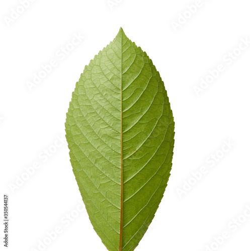 green sweet cherry leaf isolated on white background