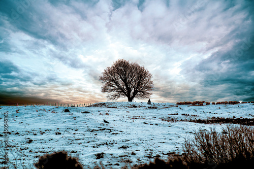 tree in the snow