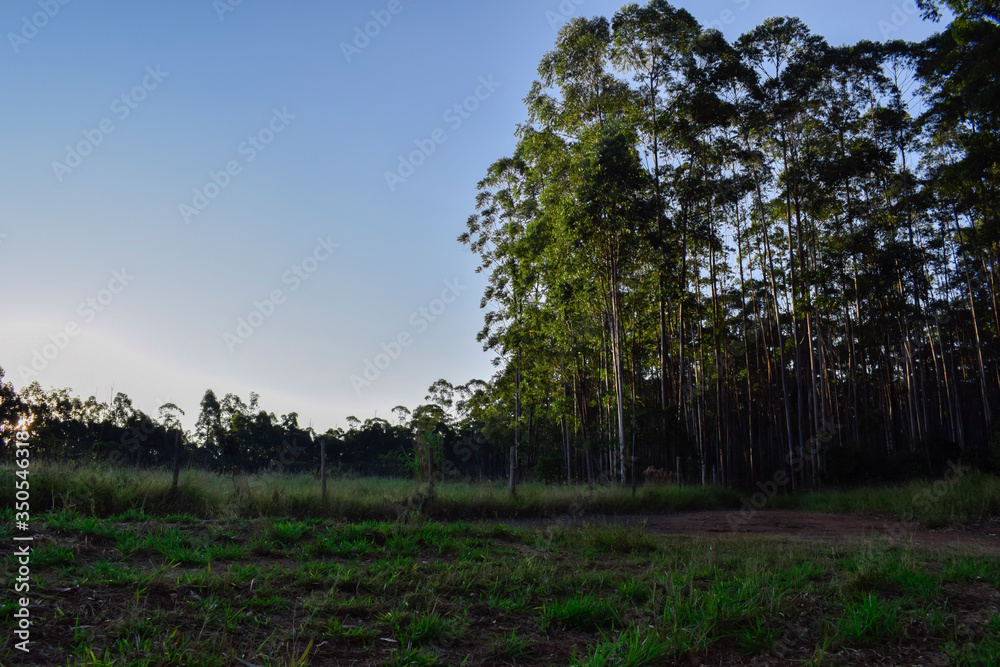 Obraz premium Bosque de Eucalyptus 