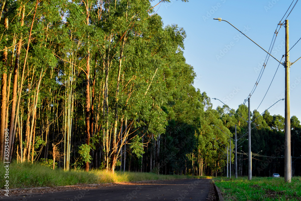 Obraz premium Estrada próxima a bosque de Eucaplyptus