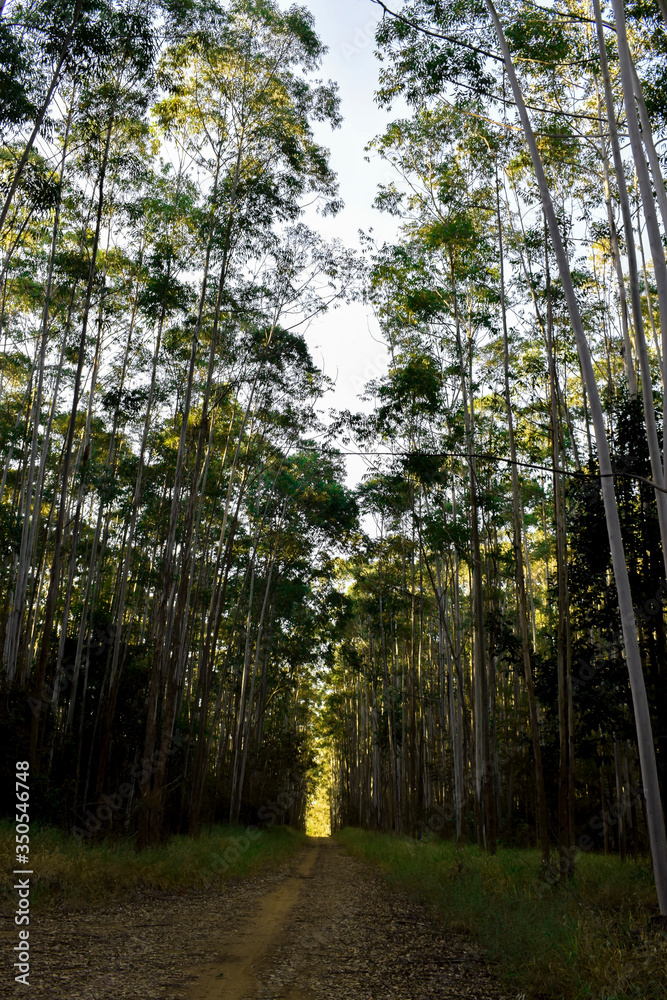 Obraz premium Floresta de eucaplyptus em dia de Sol 