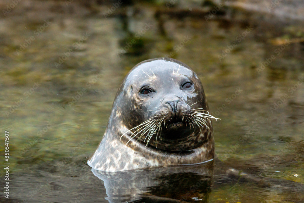 Obraz premium Portrait of a Seal with big mustache enjoy himself in the ocean during calm and overcast day. Wildlife portrait and arctic animals concept.