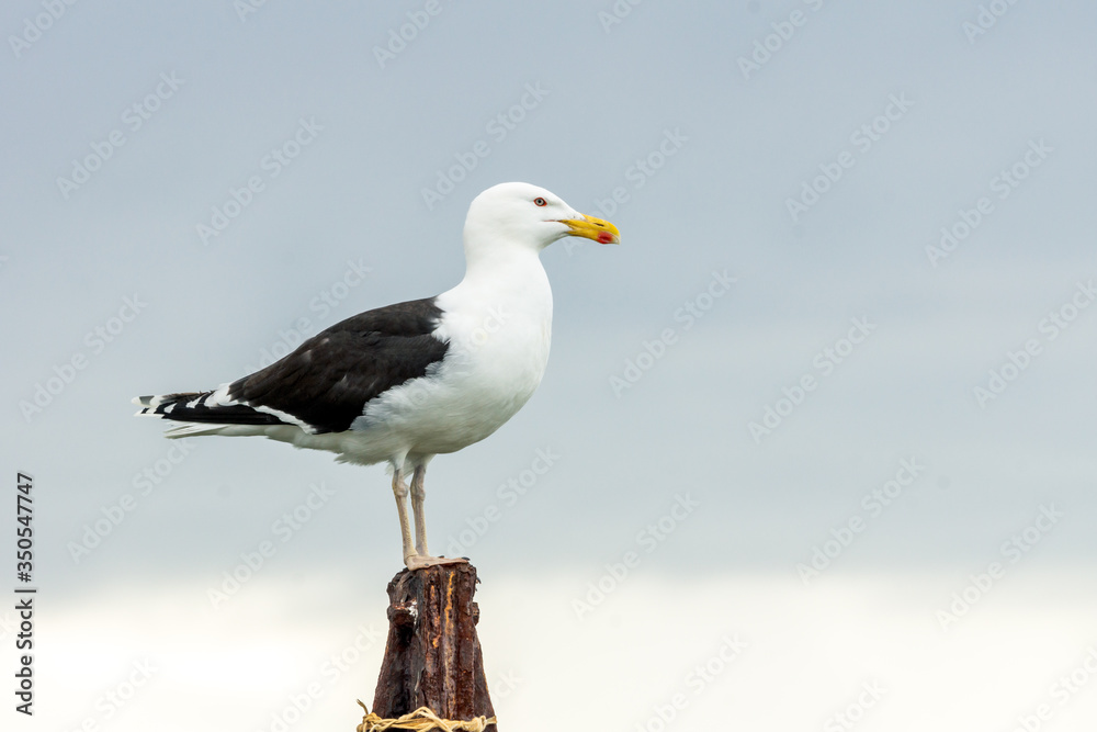 Fototapeta premium Portrait of a seagull sitting on a wooden pole seaside looking towards the sea. Birds and wildlife concept.