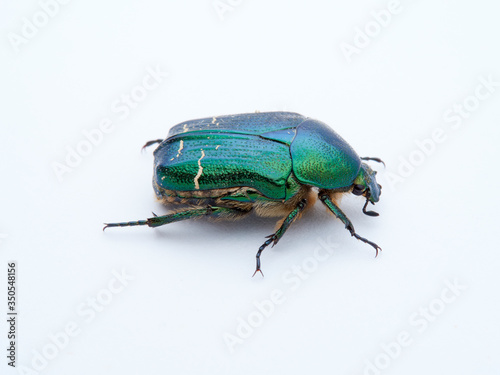 Metallic green beetle, chefer roses. Cetonia aurata.