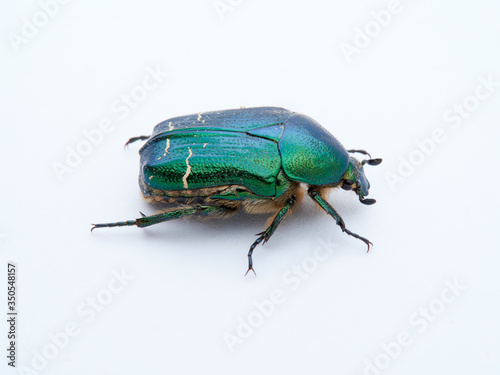 Metallic green beetle, chefer roses. Cetonia aurata. © Macronatura.es