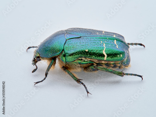 Metallic green beetle, chefer roses. Cetonia aurata.