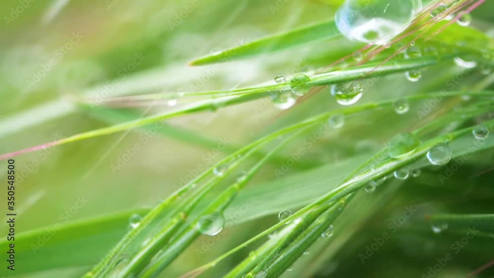 Green grass in nature with raindrops