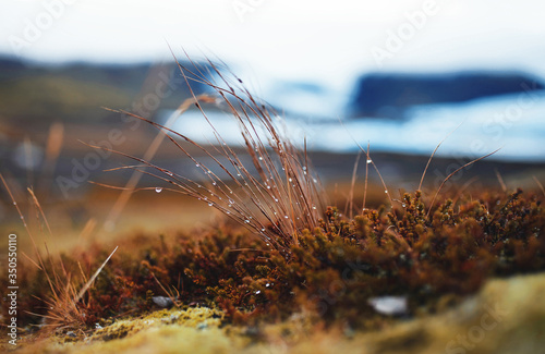 dew drops on dry grass