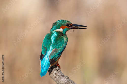 Common Kingfisher (Alcedo atthis) perching on a branch.