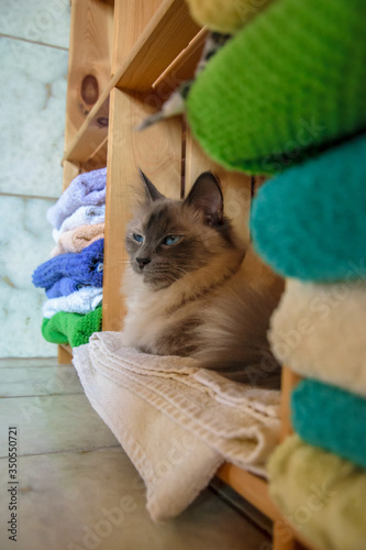 Cat sitting in a shelf with towels