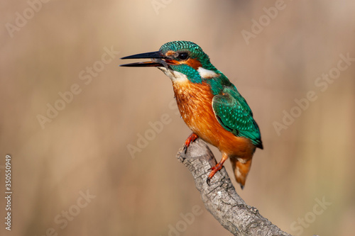 Common Kingfisher (Alcedo atthis) perching on a branch.