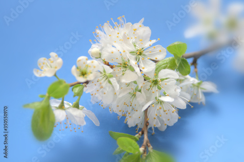 Cherry flowers, Apple trees, on a blue background close-up.