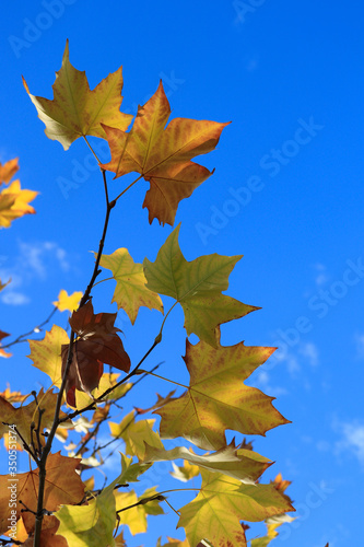 autumn leaves on blue sky