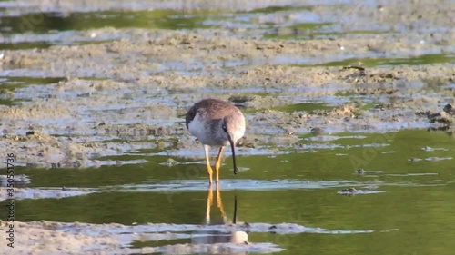 An adult of Spotted Redshank in water. Spotted Redshank (Tringa erythropus) Close-Up photo