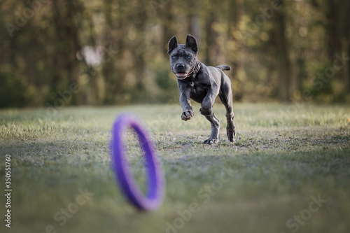 Billede på lærred cane corso italiano puppy playing with dog puller
