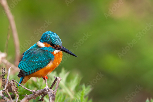 Common Kingfisher (Alcedo atthis) perching on a branch.