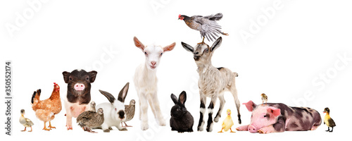 Fototapeta Naklejka Na Ścianę i Meble -  Group of farm animals together isolated on white background