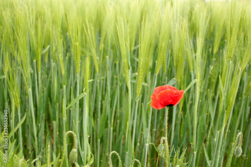 red poppy flower long rows young green planted rye, spike field, agricultural concept, growing crop, environmentally friendly plants, weeds