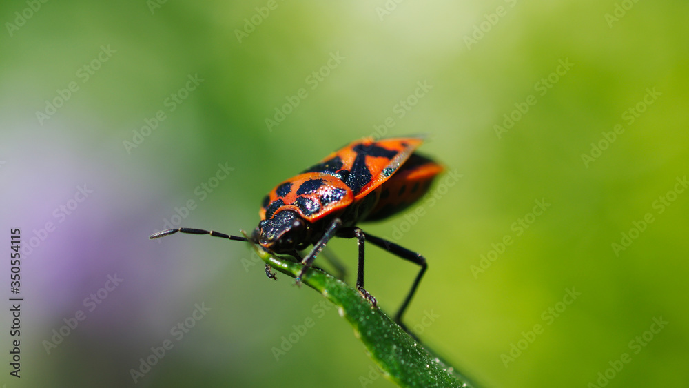 Fototapeta premium butterfly on a leaf