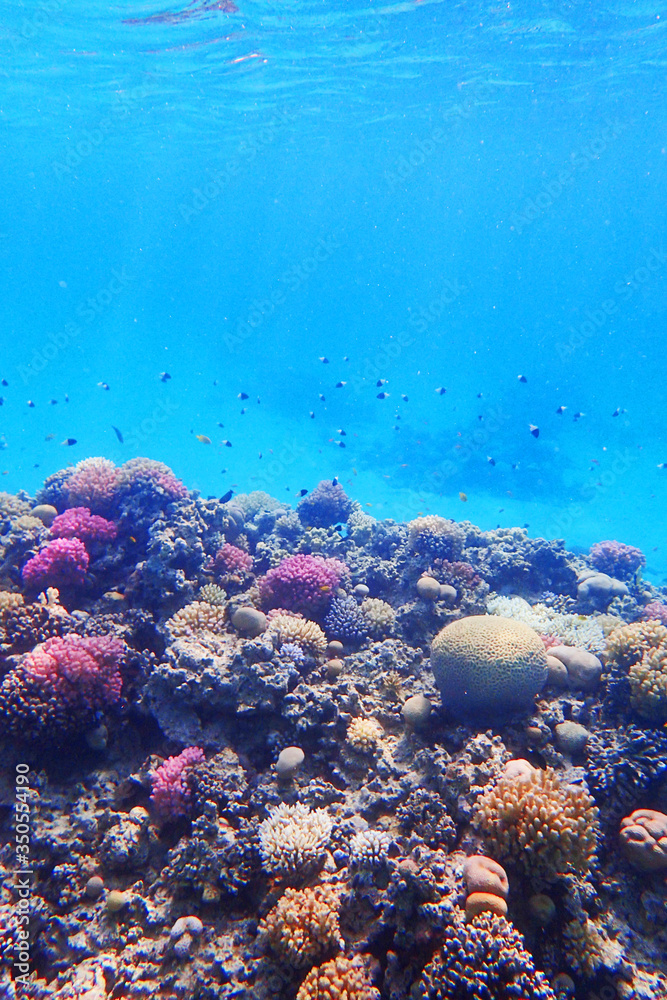 Fototapeta premium coral reef in Egypt