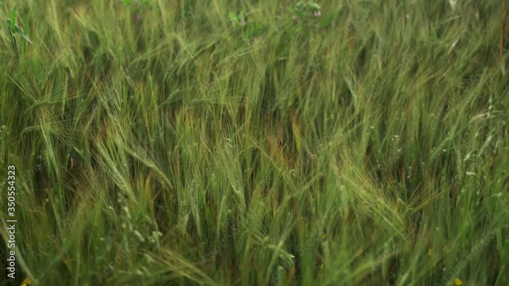 Spring field. Close-up of wheat ears. Beautiful rye field in golden light. Field and forest plants. Botanical walks. Awakening nature. Wheat ears sway in the wind. Spring harvest. Spring field. Close-up of wheat ears. Beautiful rye field in golden light. Field and forest plants. Botanical walks. Awakening nature. Wheat ears sway in the wind. Spring harvest.