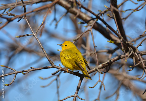 Yellow Warbler © Carol Hamilton