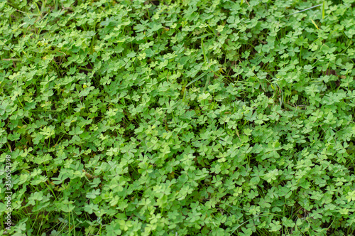  Green clovers background in nature