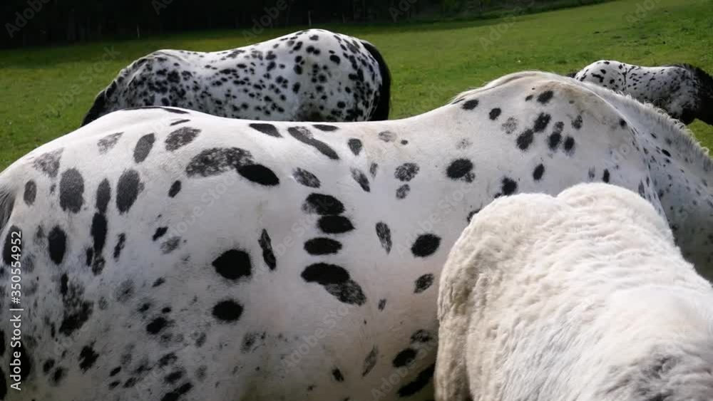 Big beautiful horses with spots and a little foal on a farm. Knabstuppper horse. Big beautiful horses with spots and a little foal on a farm. Knabstuppper horse.