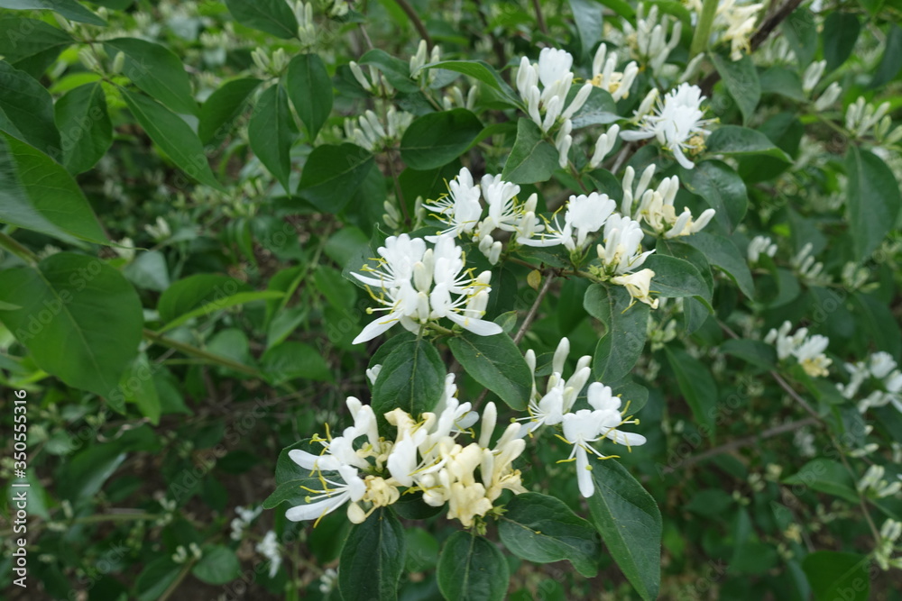 Blossoming branch of Amur honeysuckle in mid May Blossoming branch of Amur honeysuckle in mid May