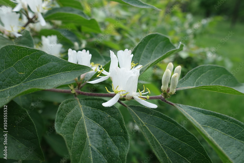 Close shot of white flowers of Amur honeysuckle in mid May Close shot of white flowers of Amur honeysuckle in mid May