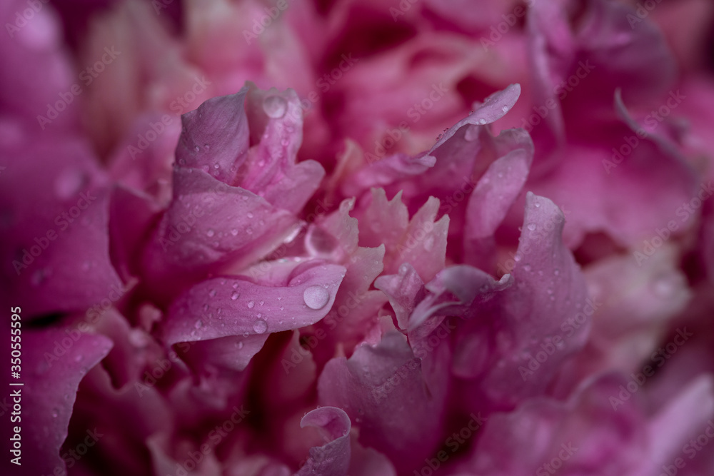 water drops on pink peony