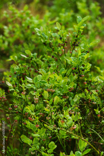 Green blueberry bushes blooming with pink flowers  in the middle of a pine forest.