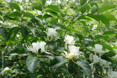 Clusters of white flowers of Amur honeysuckle in mid May