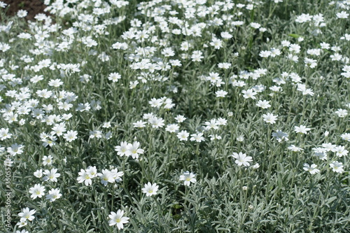 Many white flowers of Cerastium tomentosum in mid May photo