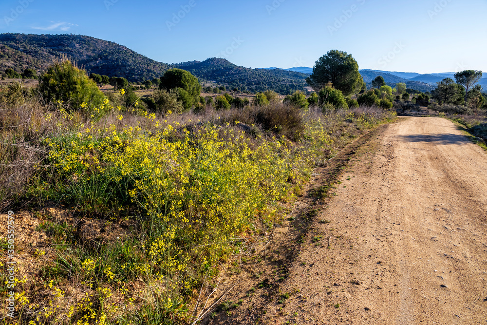 Flores amarillas en el camino del cerro de la Zorra en Cebreros. Avila. España. Europa.