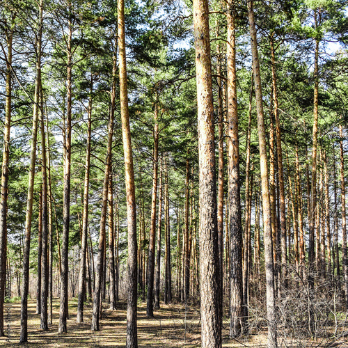 Fototapeta Naklejka Na Ścianę i Meble -  Pine forest on a summer sunny day. Very tall trees.