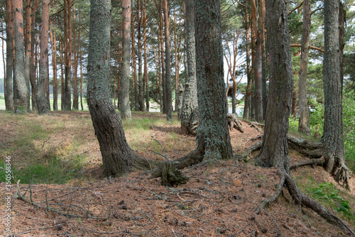 Pine forest. Lake Seliger, Tver Oblast, Russia. photo