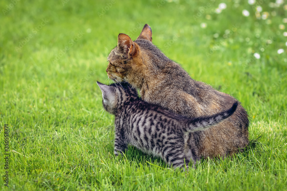 Small kitten with his mother on a green meadow