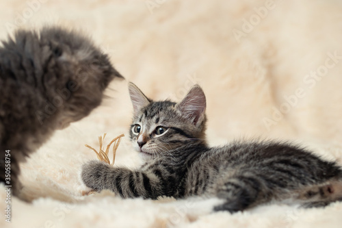 Two cute kittens playing a toy on a cream fluffy fur blanket © Галина Сандалова